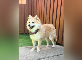 Wanda SR – Kleine Spitz-Prinzessin sucht liebevolles Zuhause