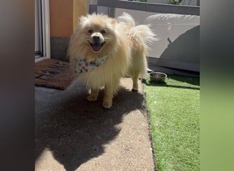 Barney2 SR – kleiner Charmeur sucht beständiges Zuhause