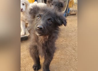 GORDI❤️liebes, verschmustes kroat. Schäferhund-Mix-Mädel