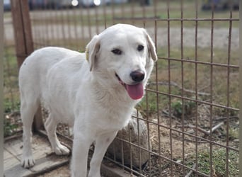 ♥JANOSCH♥ hübscher, sehr lieber, anfangs noch vorsichtiger Labrador-Mix-Rüde 48 cm