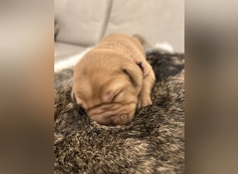 Reinrassige Labrador Welpen in foxred und schwarz