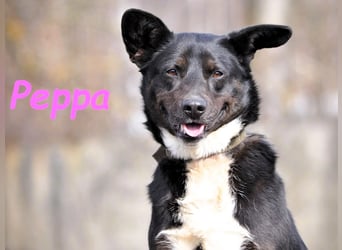 Peppa geb. 11/2022 - verschmuste, gesellige und loyale Hündin!