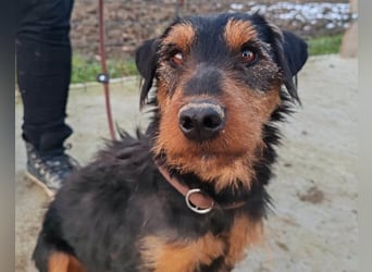Dino ❤️ neugieriger, aktiver Terrierbub!