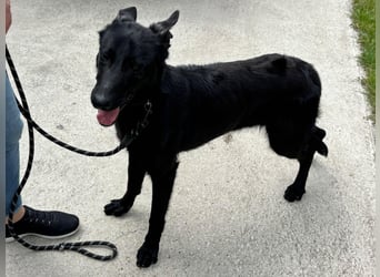 Lupin, geboren 01.12.2023, 60cm sucht seine Aufgabe