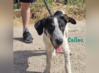 Callao 01/2022 (ESP) - super sympathischer, geselliger, verträglicher und verspielter junger Rüde!