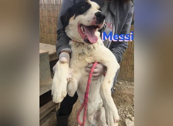 Messi, 01/23 - sportlicher Kumpel sucht seine Menschen