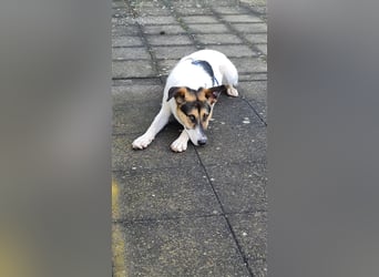 Fröhliche Jessica, toller Mix, 11 Monate, sucht Zuhause