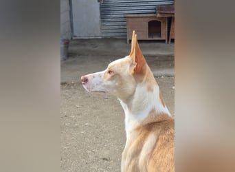 Tina, sucht ihr Zuhause