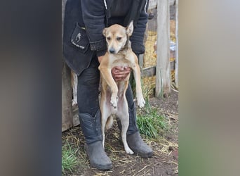 Kleiner Tierschutzhund Bröse❤️sucht Zuhause oder Pflegestelle