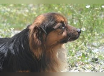 Salsicha, einer von zwölf zurückgelassenen Hunden sucht ein neues Zuhause
