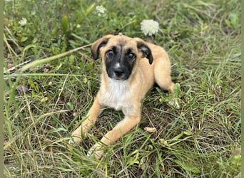 Chip 245944: Hundekind sucht ein Zuhause