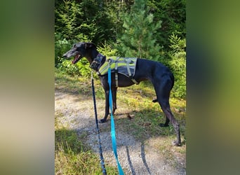 ❤️GRETEL❤️, Galgo Espanol