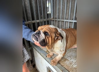 Passion, freundliches Englisch Bulldoggen Mädchen geb. 2018
