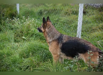 Tina: Traumhund sucht Traumzuhause