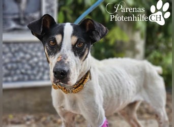 Benyamin ist fröhlich und sehr menschenbezogen (eher Einzelhund)