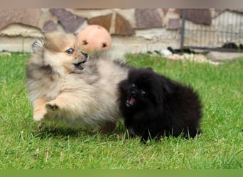 Unser sehr kleines Pomeranian Zwergspitz Mädel "Yulie" sucht Kuschelpartner