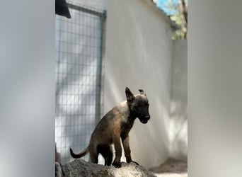 Malinois Mädchen LILO (Juni 2024) sucht eine Familie!