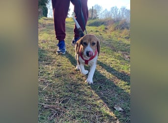 Beagel Hundin