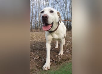 Lucy-DG, taube,kleine Fee sucht Körbchen !