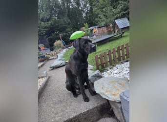 Labradorwelpen
