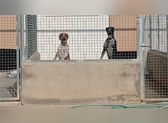 Hübsche NELA mit ihren seelenvollen Augen wartet auf ihre "Für-immer-Familie"