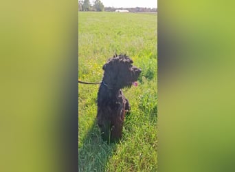 Jacky VI – Lebensfroher Riesenschnauzer sucht aktives Zuhause