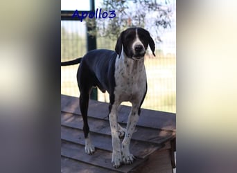 Apollo3 geb. 02/2020 (GRC) - ausgeglichener, hübscher Pointer-Mix sucht Zuhause!
