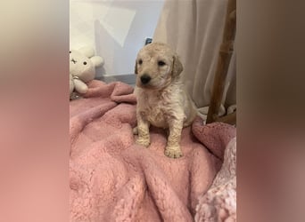 Wunderschöne Goldendoodle Welpen zu verkaufen Abgabe frühestens ab 06.12.24