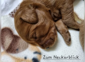 Labradoodle F1 Welpen aus Familienzucht vom Züchter 