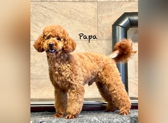 Cockerpoo / Cockapoo Welpen