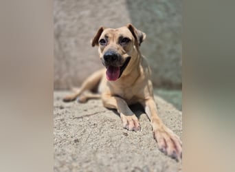 MELINA, Hündin, 3 Jahre, 48 cm, Mischling, Tierschutz