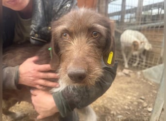 ♥GRETA♥ ganz liebe, tolle Junghündin, die im Tierheim große Angst hat 53 cm
