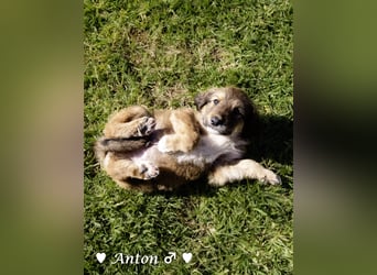 Allie, Adam und Ajax suchen ein Zuhause