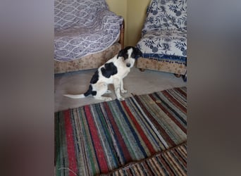 Coco - Pointer-mix sucht liebevolles Zuhause