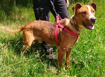 Julien, American Staffordshire Mischling