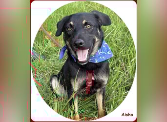 ❤️ Aisha: freundliche Junghündin sucht aktive Familie