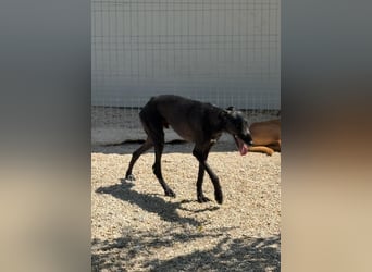 Neo, lieb und schüchtern