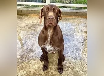 Spike - verspielter, freundlicher Deutsch Kurzhaar Rüde / z.Zt. noch in Rumänien