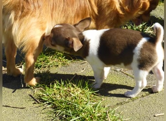 Liebe Chihushuawelpen in Kurz- und Langhaar
