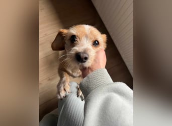 Lala sucht ein ruhiges Zuhause