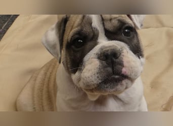 Freiatmige Bulldoggenwelpen Abgabebereit