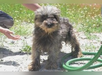 Bobi – einer von zwölf zurückgelassenen Hunden sucht ein neues Zuhause