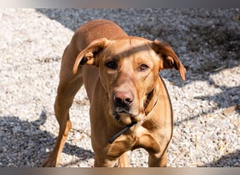 Nougat – Sucht Menschen mit Hundeverstand