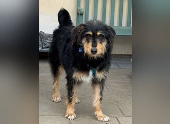 ♥PENNY♥ neu auf Pflegestelle in Köln - süße, anfangs noch vorsichtige Hündin 53 cm
