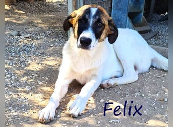 Felix geb. 02/2022 (GRC) - geselliger, verschmuster und freundlicher, junger Rüde!