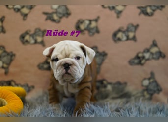 Wunderschöne & Freiatmende Englische Bulldogge Babys