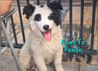 Panda sucht zuhause oder Pflegestelle