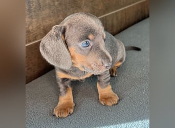 Zwerg Dackel Welpen in besonderen Farben (blue / choco / Harlekin) suchen tolles Zuhause