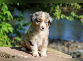 Mini American Shepherd (Showlinie) Mini Aussies