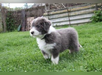 Bearded Collie Welpen, wir sind bereit für die Welt!